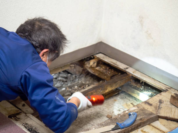 Best Emergency Mold Remediation in Moraine, OH