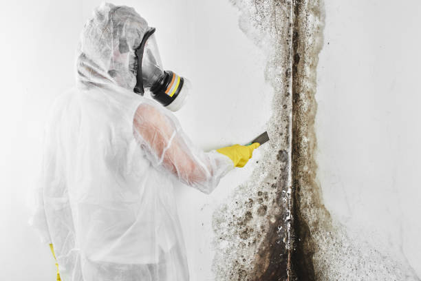 Best Industrial Mold Remediation in Moraine, OH