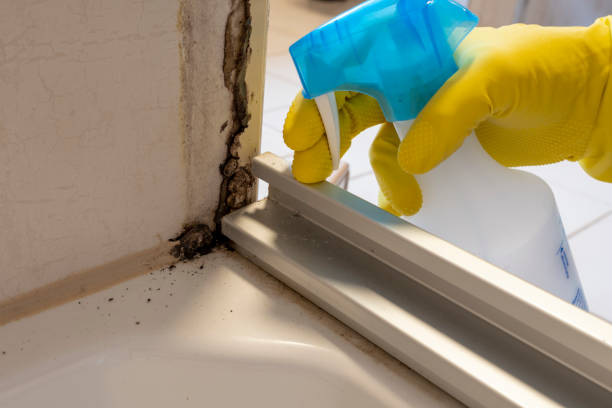 Best Residential Mold Remediation in Moraine, OH