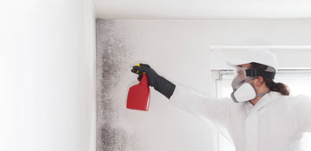 Best Bathroom Mold Remediation in Moraine, OH