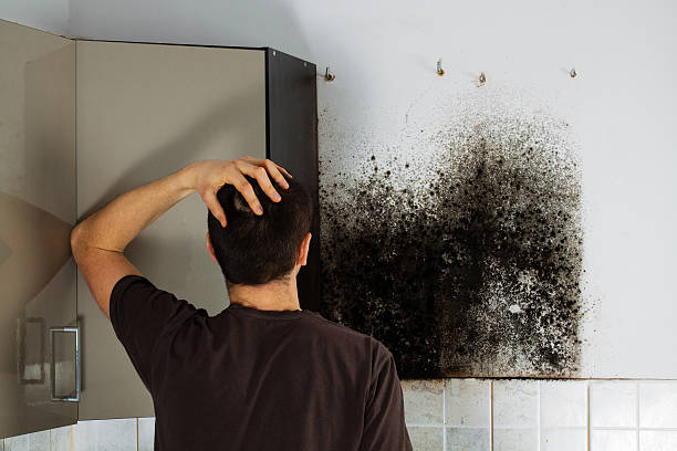 Best Basement Mold Remediation in Moraine, OH