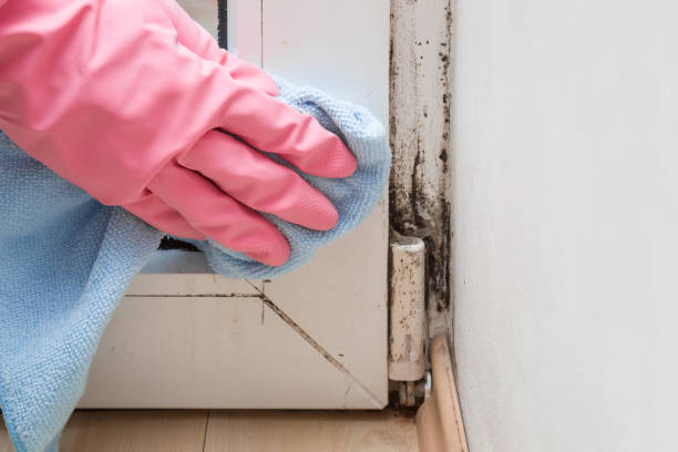 Best Localized Mold Remediation (e.g., coastal areas, humid climates) in Moraine, OH